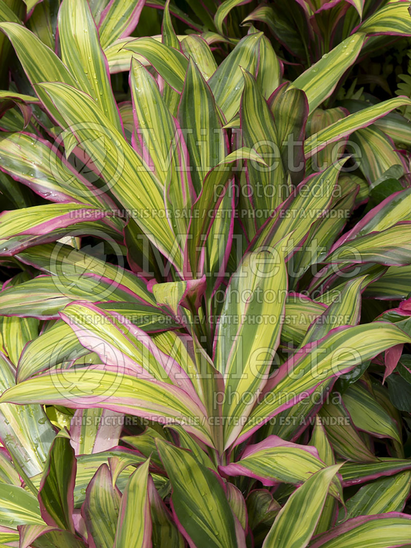 Cordyline australis Kiwi (False Dracaena) 3 