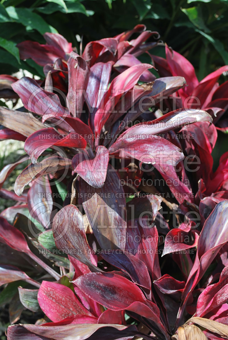 Cordyline Ruby (False Dracaena cabbage tree) 1 