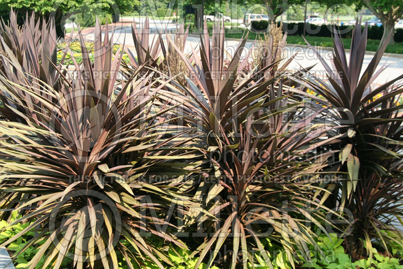 Cordyline Purple Tower (False Dracaena cabbage tree) 1 