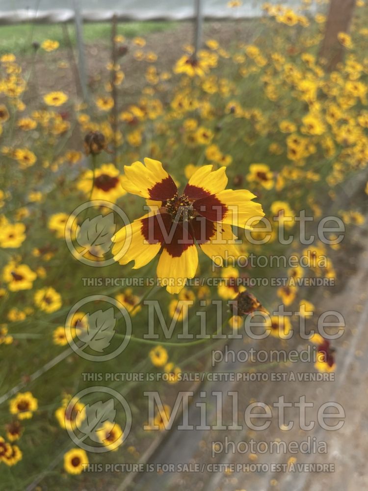 Coreopsis Bouquet Magic (Tickseed) 1