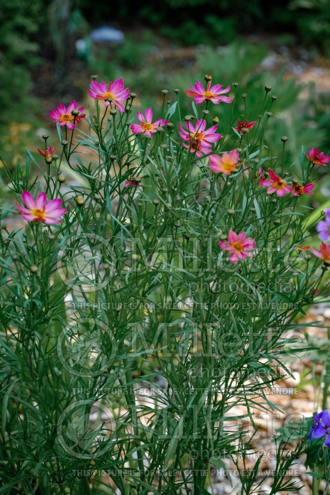 Coreopsis Fall Sensation Quartz (Tickseed) 1