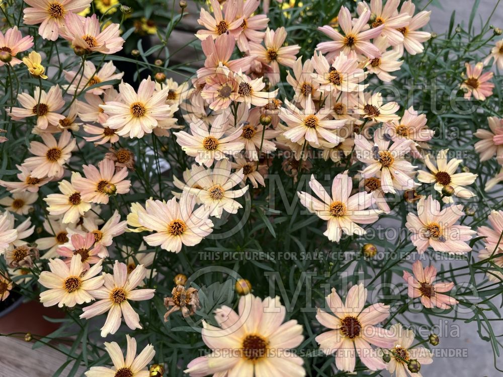 Coreopsis Fall Sensation Sandstone (Tickseed) 1 