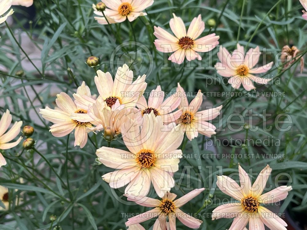 Coreopsis Fall Sensation Sandstone (Tickseed) 2 