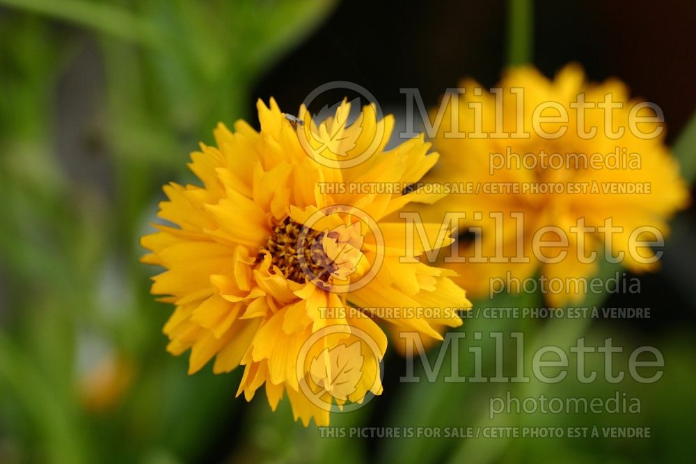 Coreopsis Sunburst (Tickseed) 1