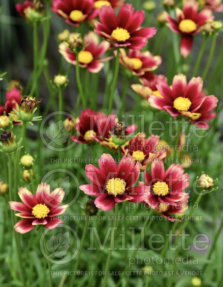 Coreopsis Li’l Bang Red Elf (Tickseed) 2