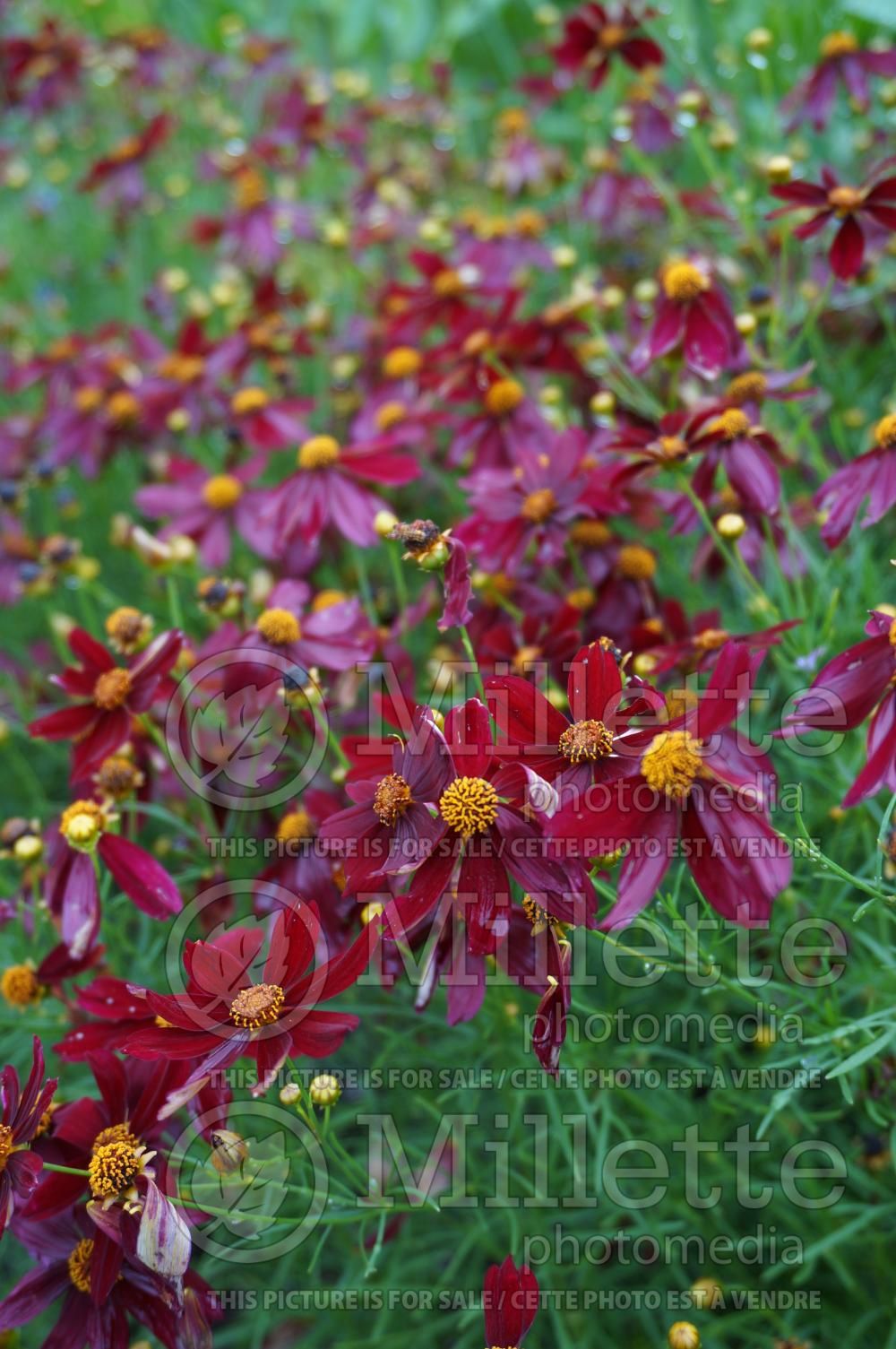 Coreopsis Red Satin aka Permathread (Tickseed) 7