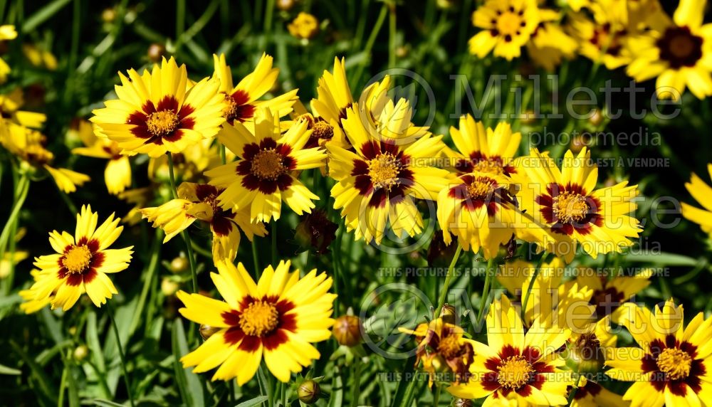 Coreopsis Sunkiss (Tickseed) 4 