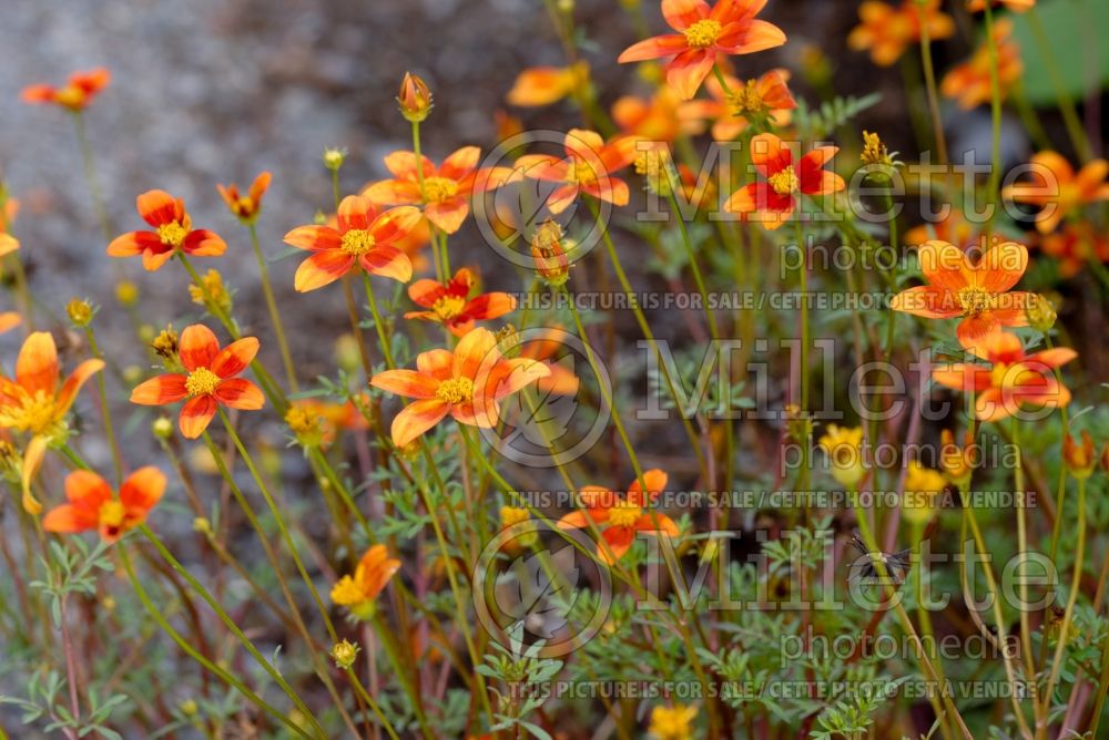 Coreopsis Imperial Sun (Tickseed) 2