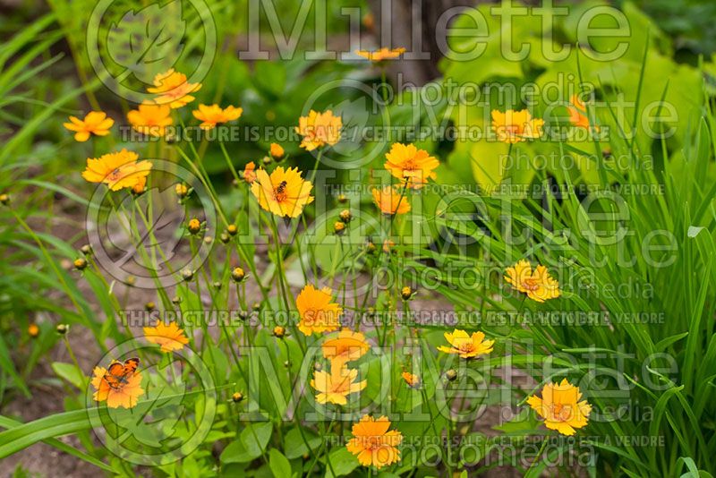 Coreopsis Nana (Tickseed)  2