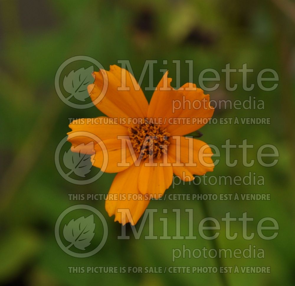 Coreopsis Elfin Gold (Tickseed) 2