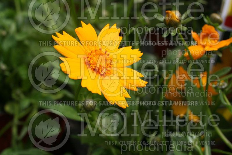 Coreopsis Nana (Tickseed)  6