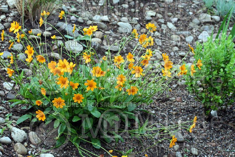 Coreopsis Nana (Tickseed)  3