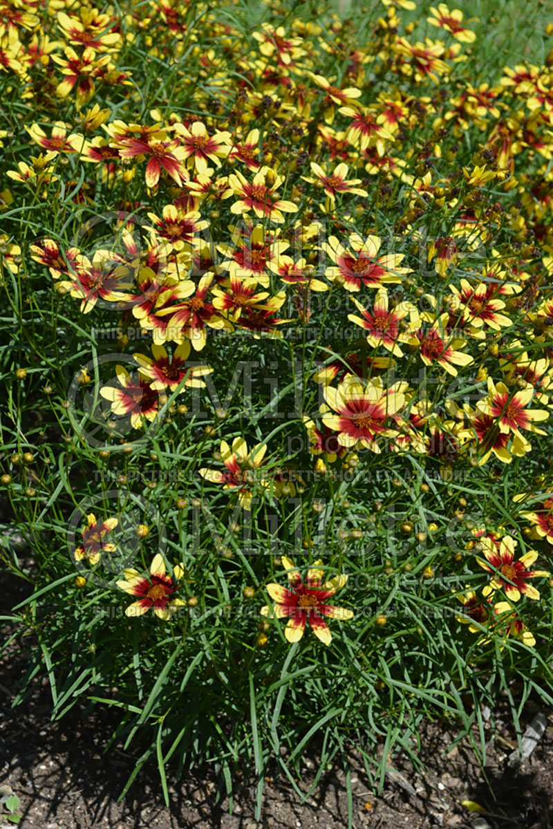 Coreopsis Bengal Tiger (Tickseed) 1