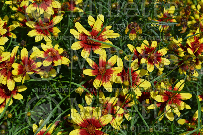 Coreopsis Bengal Tiger (Tickseed) 2