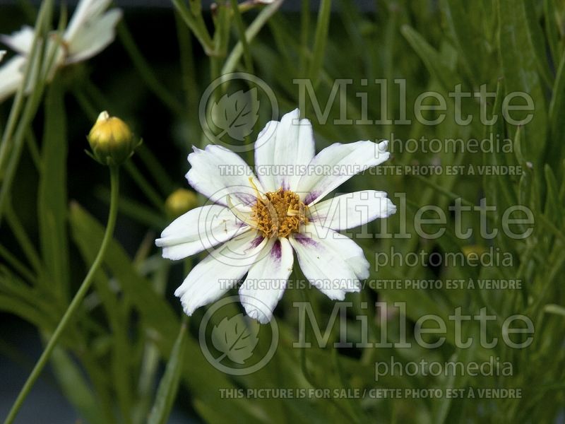 Coreopsis Big Bang Cosmic Evolution (Tickseed) 2