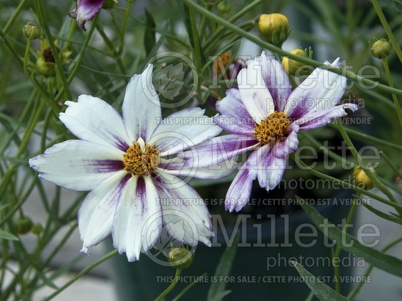 Coreopsis Big Bang Cosmic Evolution (Tickseed) 4