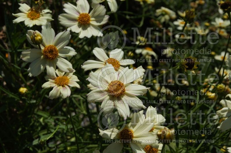 Coreopsis Big Bang Cosmic Evolution (Tickseed) 7