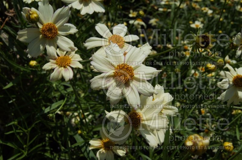 Coreopsis Big Bang Cosmic Evolution (Tickseed) 8