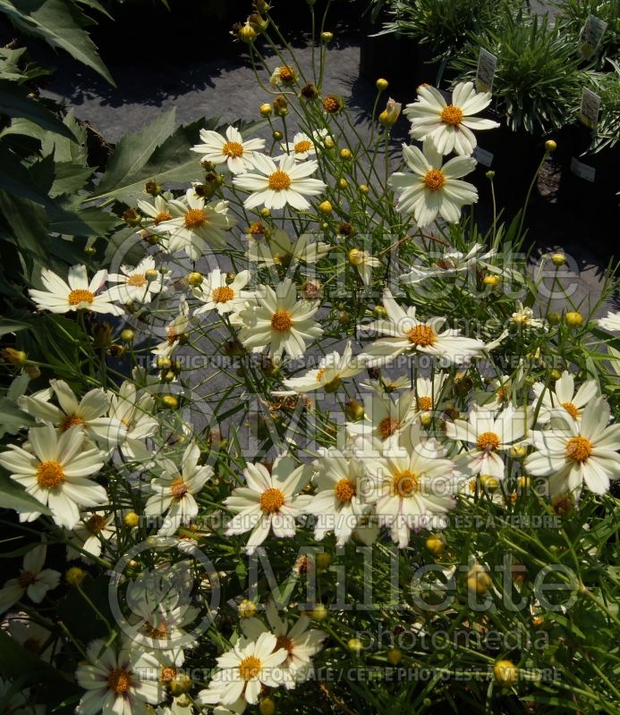 Coreopsis Big Bang Cosmic Evolution (Tickseed) 10