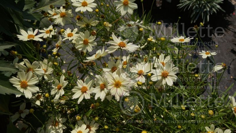 Coreopsis Big Bang Cosmic Evolution (Tickseed) 11