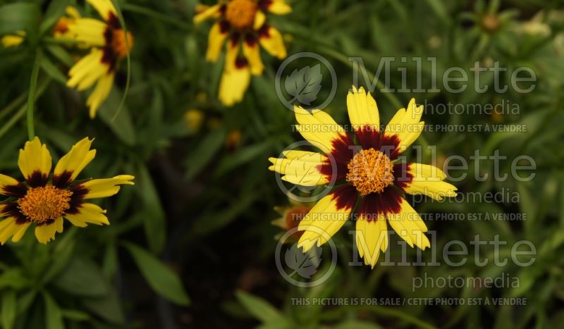 Coreopsis Big Bang Cosmic Eye (Tickseed) 1