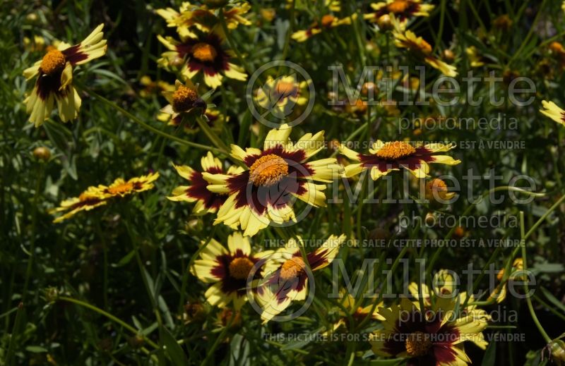 Coreopsis Big Bang Cosmic Eye (Tickseed) 3