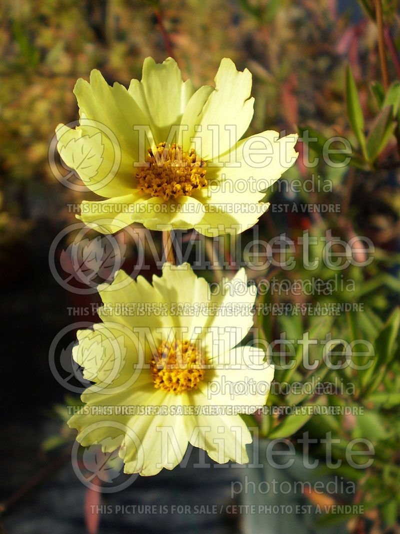 Coreopsis Big Bang Full Moon (Tickseed) 3