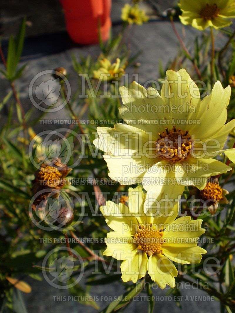 Coreopsis Big Bang Full Moon (Tickseed) 2