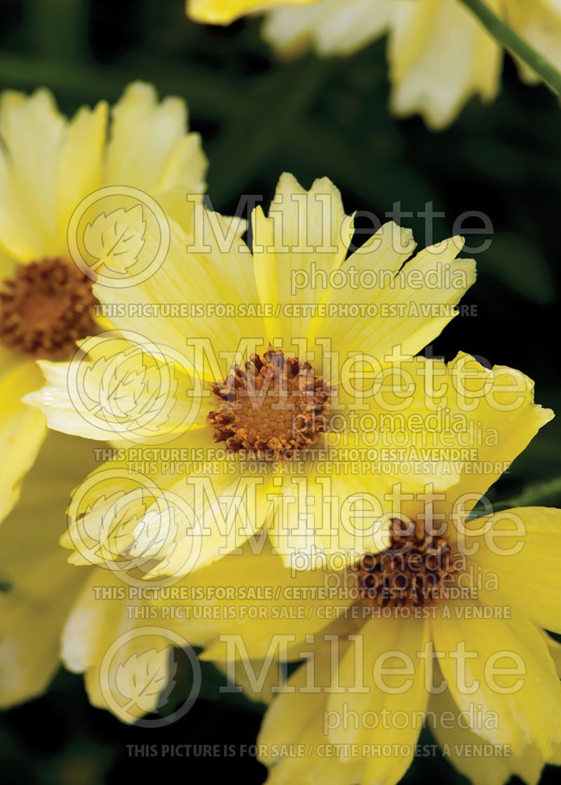 Coreopsis Big Bang Full Moon (Tickseed)  1