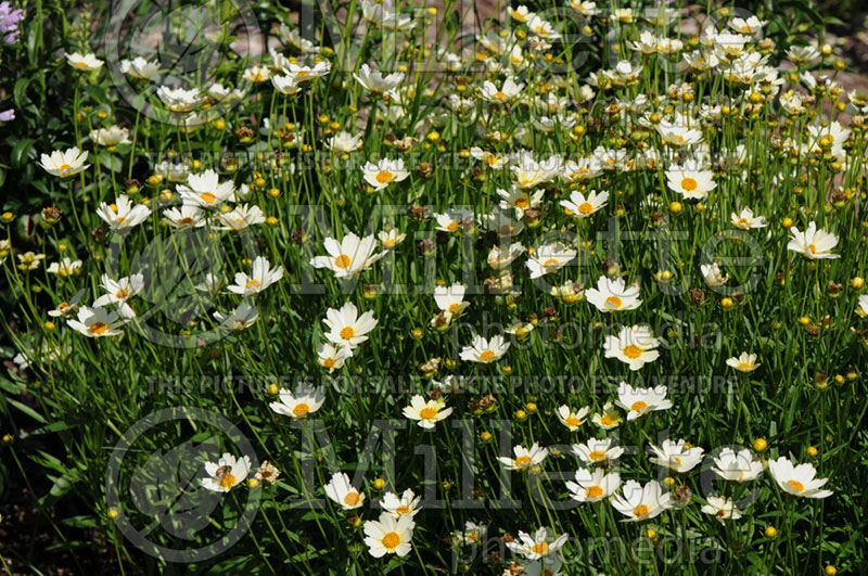 Coreopsis Big Bang Star Cluster (Tickseed) 1