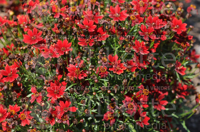 Coreopsis Cherry Pie (Tickseed) 1