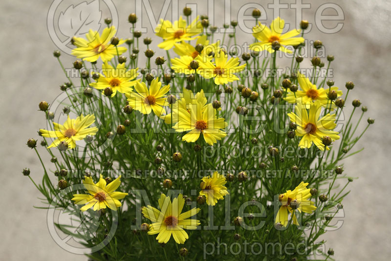 Coreopsis Citrine (Tickseed) 2