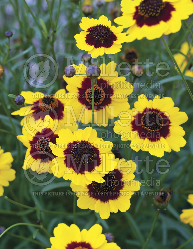 Coreopsis Coloropsis Cha Cha Cha (Tickseed) 1 