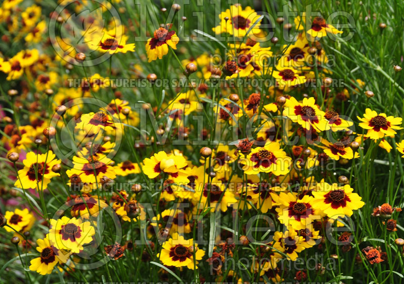 Coreopsis Coloropsis Cha Cha Cha (Tickseed) 2 