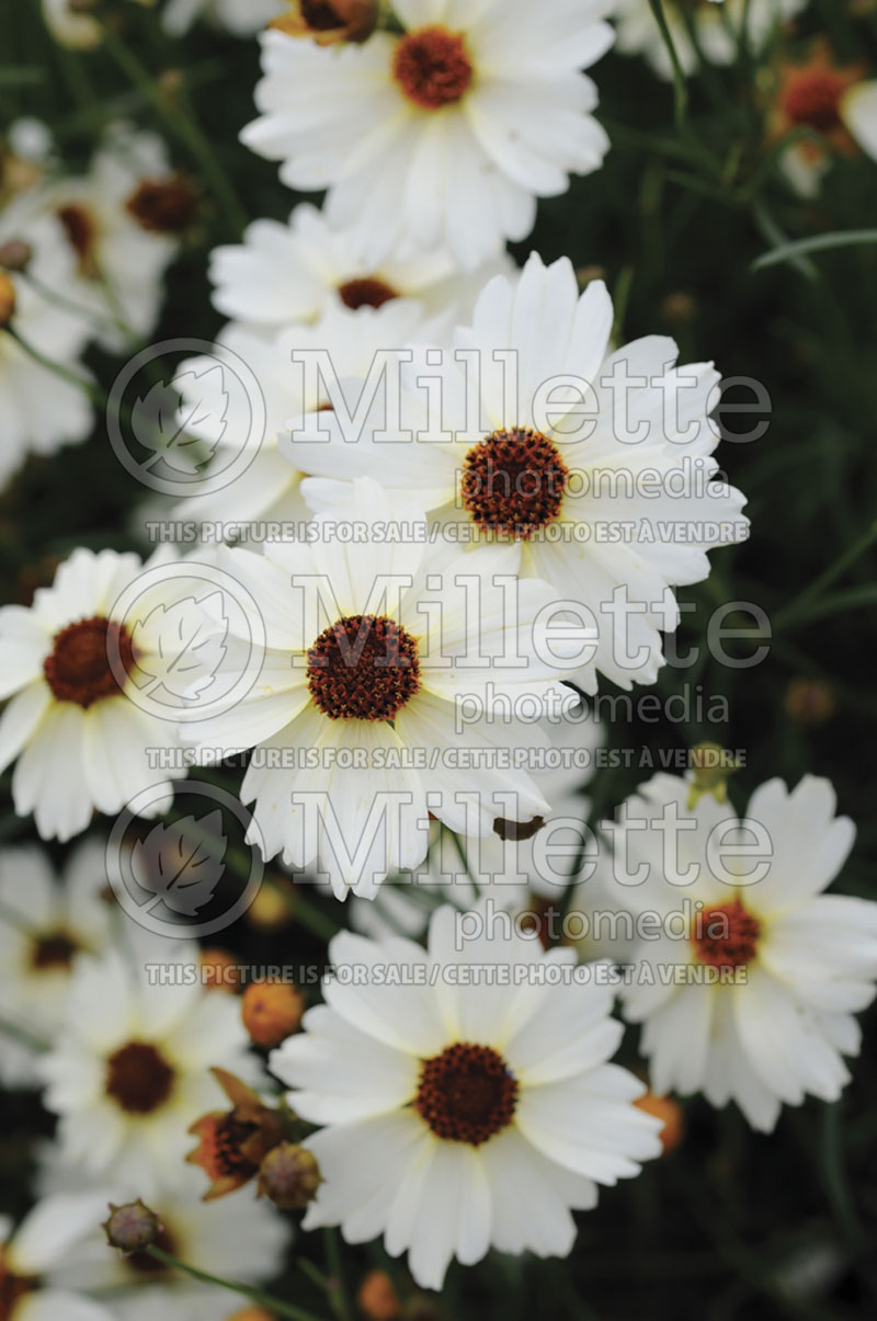 Coreopsis Coloropsis Limbo (Tickseed)  