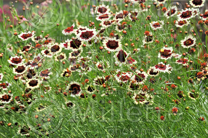 Coreopsis Coloropsis Mambo (Tickseed) 1 