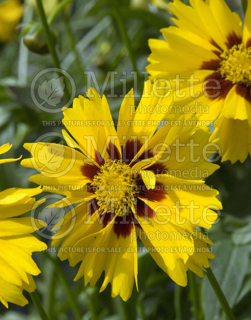 Coreopsis Corey Yellow (Tickseed) 1