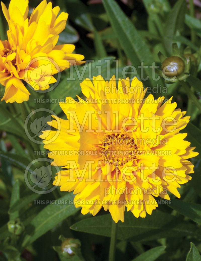 Coreopsis Early Sunrise (Tickseed) 4 