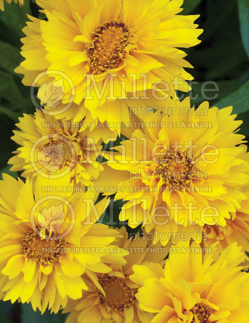 Coreopsis Early Sunrise (Tickseed) 5 