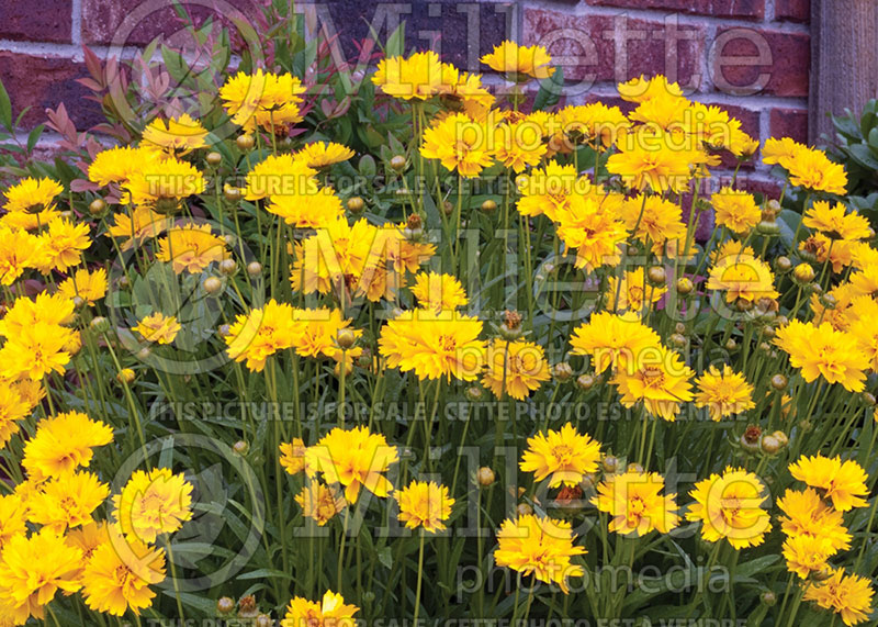 Coreopsis Early Sunrise (Tickseed) 6 