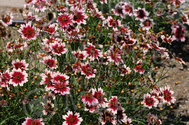 Coreopsis Fruit Punch (Tickseed) 2