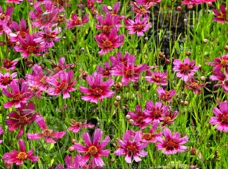 Coreopsis Garnet (Tickseed) 1