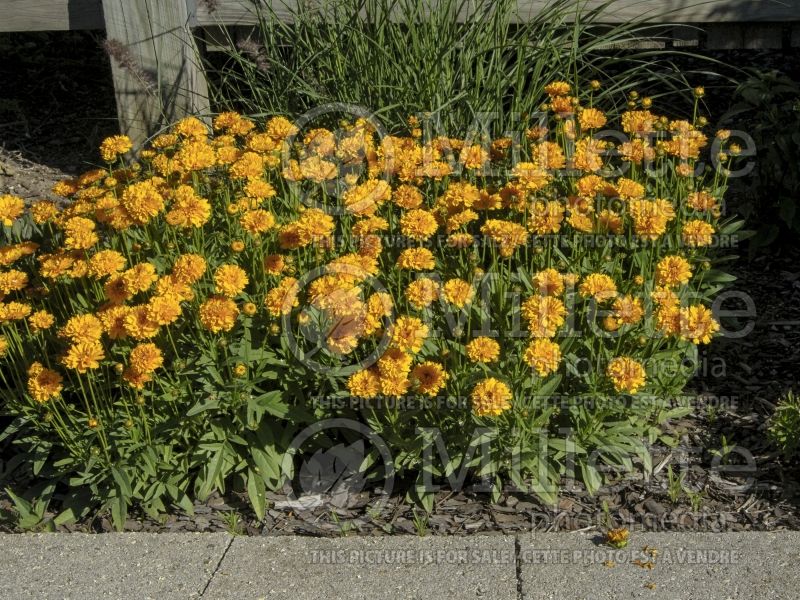 Coreopsis Early Sunrise (Tickseed) 9 