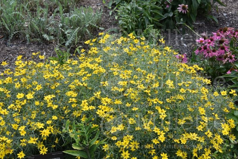 Coreopsis Early Sunrise (Tickseed) 10 