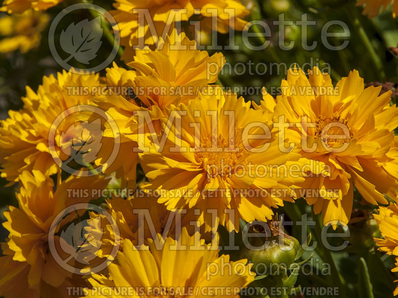 Coreopsis Early Sunrise (Tickseed) 8 