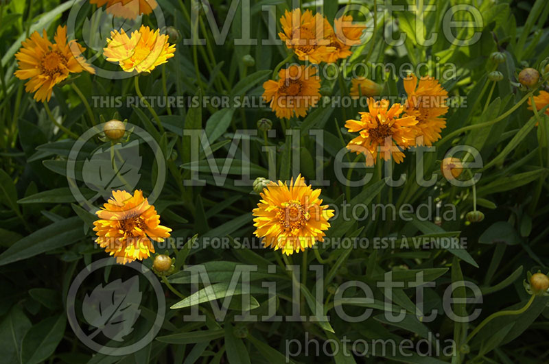 Coreopsis Early Sunrise (Tickseed) 1  