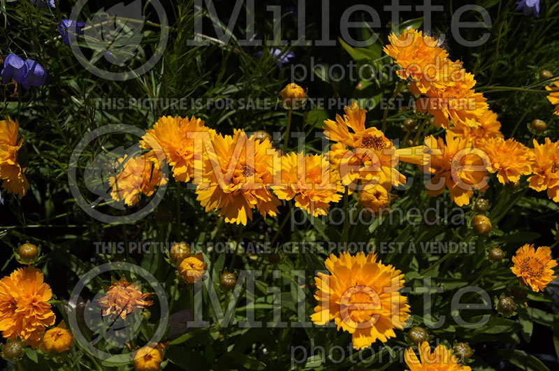 Coreopsis Early Sunrise (Tickseed) 2  