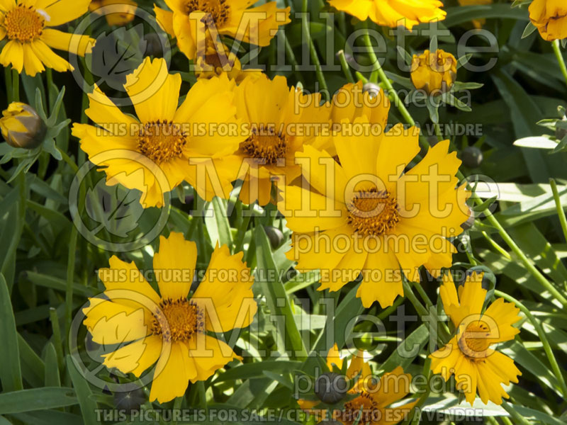 Coreopsis Flying Saucers or Walcoreop (Tickseed) 7