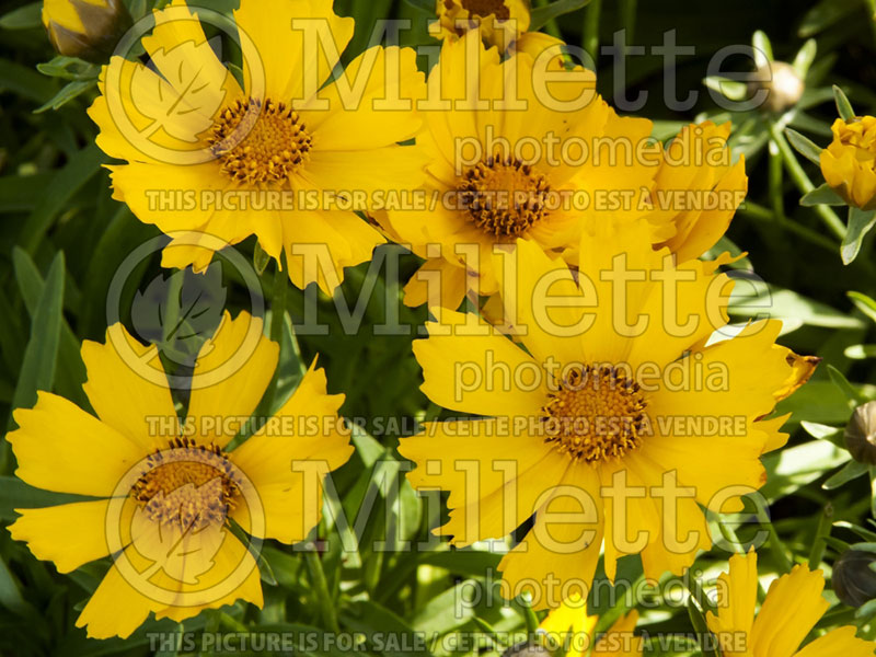 Coreopsis Flying Saucers or Walcoreop (Tickseed) 8