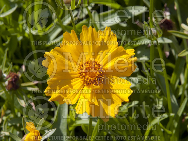 Coreopsis Flying Saucers or Walcoreop (Tickseed) 9